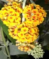 Produktbild: Buddleja davidii Golden Glow - Schmetterlingsstrauch - 60-80 cm