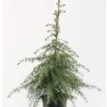 Produktbild: Himalaya Zeder 100-125cm - Cedrus deodara