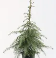 Produktbild: Himalaya Zeder 100-125cm - Cedrus deodara