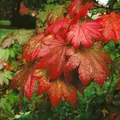 Produktbild: Acer japonicum 'Vitifolium', Japanischer Ahorn, 150–175 cm