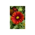 Produktbild: Gaillardia x grandiflora 'Burgunder', Kokardenblume, rot, ca. 9x9 cm Topf