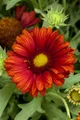 Produktbild: Gaillardia x grandiflora 'Burgunder', Kokardenblume, rot, ca. 9x9 cm Topf