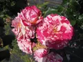 Produktbild: Rosa Abracadabra ® - Beetrose Abracadabra ® - Fantasia-Rose - Kordes Rose