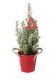 Produktbild: Weihnachtsbaum - Picea Glauca - Mini-Weihnachtsbaum im Eimer. Topf-Ø 13 cm - Höhe ca. 45 cm