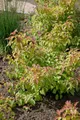 Produktbild: Pflanzen für Dich Gehölze Cornus sang. Midwinter Fire, 1 St., Roter Hartriegel, Blutroter Hartriegel