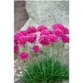 Produktbild: Armeria Maritima Düsseldorfer Stolz Grasnelke Ca. 9x9 cm Topf