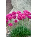 Produktbild: Armeria Maritima 'düsseldorfer Stolz' P 0,5