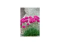 Produktbild: Armeria maritima 'Düsseldorfer Stolz', Grasnelke, rosa, ca. 9x9 cm Topf