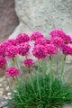 Produktbild: Armeria maritima 'Düsseldorfer Stolz' 9x9 cm Topf – Winterhart, Immergrün, Pflegeleicht – Grasnelke – Polsterstaude für Steingarten & Beet