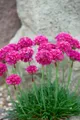 Produktbild: Pflanzen für Dich Staude Armeria maritima Düsseldorfer Stolz, 1 St., Grasnelke, Strand-Grasnelke