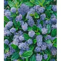 Produktbild: BALDUR Garten 1x Immergrüne Säckelblume Blauer Ceanothus 'Blue Mound', Pflanze im 13 cm-Topf, Kalifornischer Flieder winterhart, trockenresistent...
