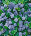 Produktbild: Immergrüne Säckelblume Blauer Ceanothus 'Blue Mound', 1 Pflanze