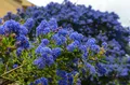 Produktbild: Immergrüne Säckelblume Blauer Ceanothus 'Blue Mound', 1 Pflanze LK-Gartenwelt