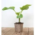 Produktbild: Hosta Elata Funkie Ca. 11x11 cm Topf