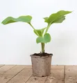 Produktbild: Pflanzen für Dich Staude Hosta elata, 1 St., Riesen-Funkie, Hosta
