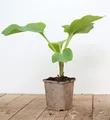 Produktbild: Hosta elata, Funkie, grün, ca. 11x11 cm Topf