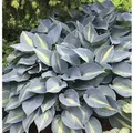 Produktbild: Funkie Grand Marquee - Hosta cultorum