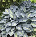 Produktbild: Funkie Grand Marquee - Hosta cultorum