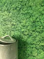 Produktbild: Newroom Vliestapete Moos Light Tapete Blumentapete Moos,Pflanzen,Natur, Grün Tapete Floral Moos - Blumentapete Mustertapete Hellgrün Schwarz Romantisch 3D Optik Pflanzen Natur für Schlafzimmer Wohnzimmer Küche, Moostapete