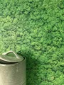 Produktbild: NEWROOM Vliestapete Grün Moosoptik 3D Relief Floral Romantisch Wohnzimmer