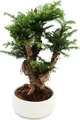 Produktbild: Zimmerbonsai Araucaria cunninghamii Zimmertanne Neuguinea-Araukarie ca. 65cm hoch 26cm Schale Weiß Keramik