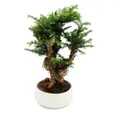 Produktbild: Exotenherz Zimmerpflanze Zimmerbonsai Araucaria cunninghamii ca. 65cm hoch 25cm Schale