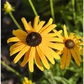 Produktbild: Sonnenhut Speciosa - Rudbeckia fulgida