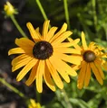 Produktbild: Sonnenhut Speciosa - Rudbeckia fulgida