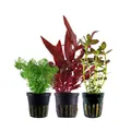 Produktbild: AquaOne Aquarium Pflanzen I 3X Wasserpflanzen I Mittelgrund Aquarienpflanzen I Alternanthera reineckii Limnophila Bacopa I Set mit 3 Mittelgrundpflanzen