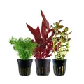 Produktbild: Pflanzen Set mit 3 Mittelgrund Topf Aquarium Wasserpflanzen AquaOne Nr.228