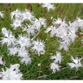 Produktbild: Sandnelke - Dianthus arenarius