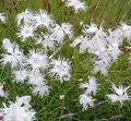 Produktbild: Sandnelke - Dianthus arenarius