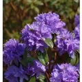 Produktbild: Wild - Rhododendron Aquamarin 25-30cm - Rhododendron augustinii