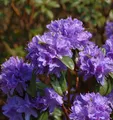 Produktbild: Wild - Rhododendron Aquamarin 25-30cm - Rhododendron augustinii
