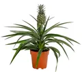 Produktbild: Zimmerpflanze Ananas mit essbarer Frucht ca. 30-40 cm Ø Topf 12 cm, Dehner