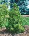 Produktbild: Pflanzen für Dich Konifere Pinus cembra, 1 St., Zirbelkiefer, Zirbe, Arve, duftendes Holz, frosthart