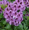 Produktbild: INKARHO - Großblumige Rhododendron Rhododendronpark Graal-Müritz 30-40cm