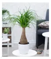 Produktbild: Elefantenfuß 50-60 cm hoch im 17 cm Topf,1 Pflanze Zimmerpflanze