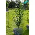 Produktbild: Ligustrum ovalifolium 125-150 cm