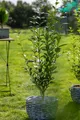 Produktbild: Ligustrum ovalifolium, immergrün, 125–150 cm