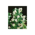 Produktbild: Philadelphus 'Dame Blanche', Duftjasmin, weiß, 80-100 cm