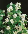 Produktbild: Pflanzen für Dich Gehölze Philadelphus Dame Blanche, 1 St., Duftjasmin, Pfeifenstrauch