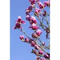 Produktbild: Magnolia Liliiflora Tulpenmagnolie 40-60 cm