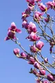 Produktbild: Magnolia liliiflora 'Nigra' 40–60 cm – Winterhart, Mehrjährig, Pflegeleicht – Purpur-Magnolie – Ziergehölz für Garten & Vorgarten