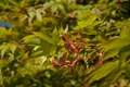 Produktbild: Pflanzen für Dich Gehölze Acer palmatum Osakazuki, 1 St., Fächerahorn, Japanischer Ahorn