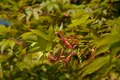 Produktbild: Acer palmatum 'Osakazuki', Japanischer Ahorn, leuchtend rot, 40–60 cm