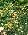 Produktbild: Pflanzen für Dich Staude Dianthus knappii, 1 St., Knapp'scher Nelkenwurz, Knapp-Nelke