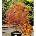 Produktbild: BALDUR Garten 1x Japanischer Ahorn 'Katsura', Pflanze im 12 cm-Topf, niedrig bleibende Ahorn-Rarität, spektakulärer Orange-Ton im Frühjahr, wint...