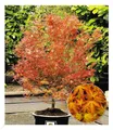 Produktbild: BALDUR Garten 1x Japanischer Ahorn 'Katsura', Pflanze im 12 cm-Topf, niedrig bleibende Ahorn-Rarität, spektakulärer Orange-Ton im Frühjahr, winterhart & mehrjährig, pflegeleicht