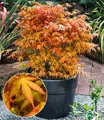 Produktbild: BALDUR Garten Zierstrauch Japanischer Ahorn 'Katsura', 1 St., Zwerg-Ahorn, winterhart, mehrjährig